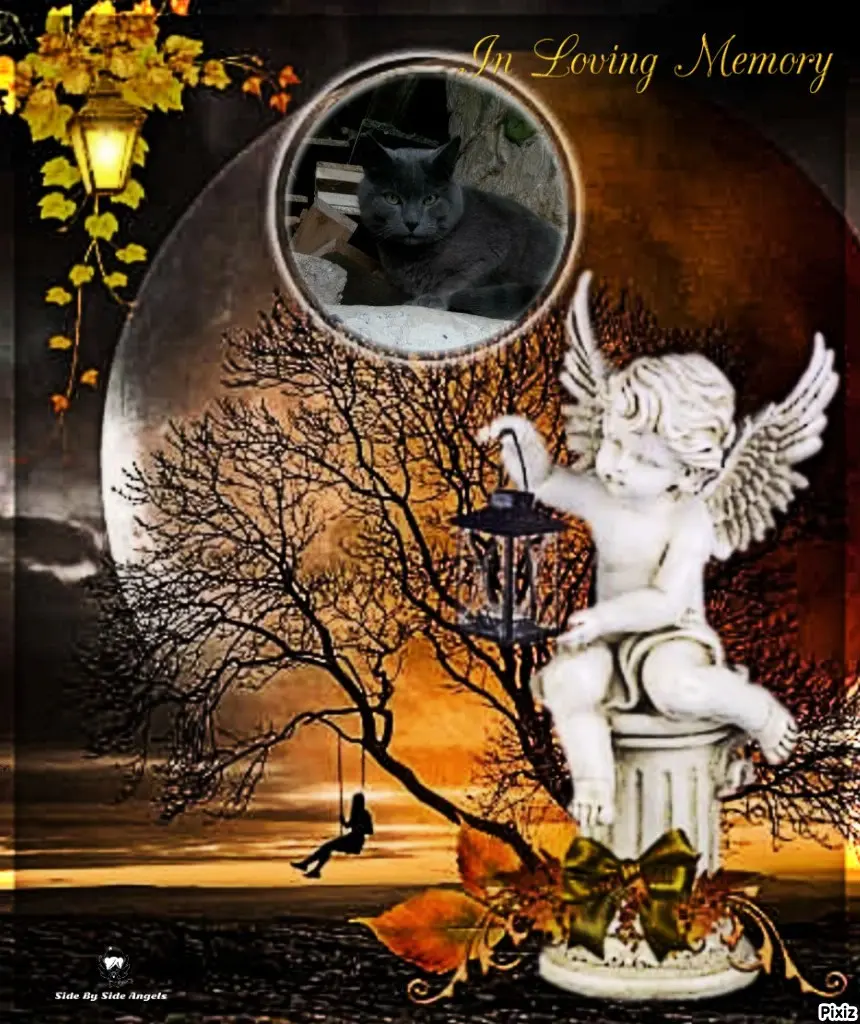 Condolence image of Tanja mit Timmy im Herzen