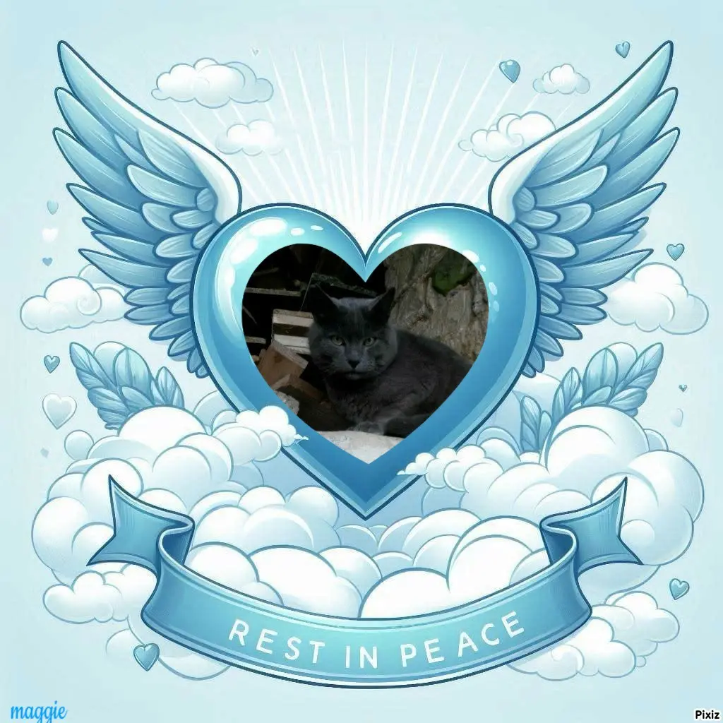 Condolence image of Tanja mit Timmy im Herzen 