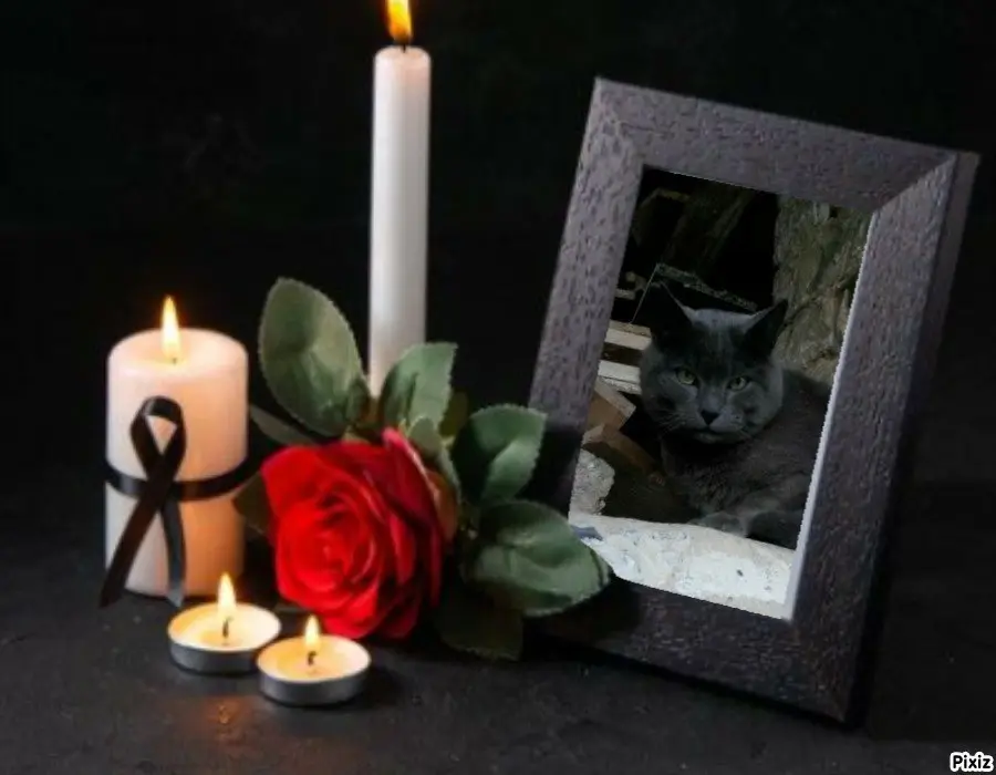 Condolence image of Tanja mit Timmy im Herzen