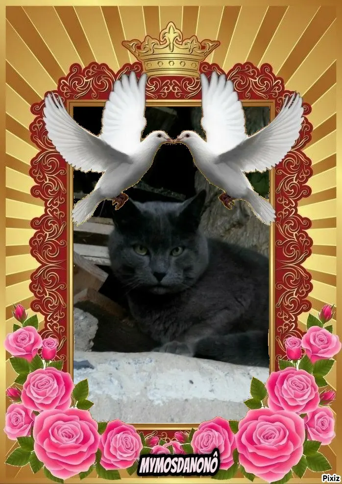Condolence image of Tanja mit Timmy im Herzen