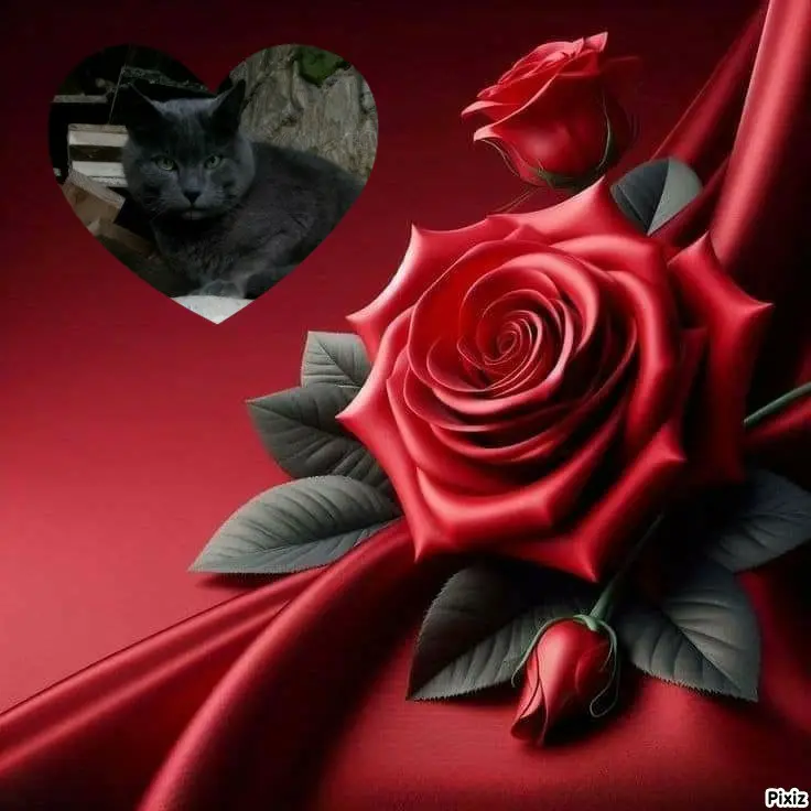 Condolence image of Tanja mit Timmy im ❤