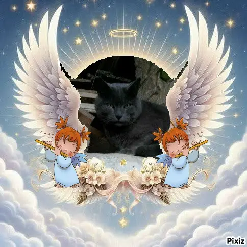 Condolence image of Tanja mit Timmy im 💘🐈🐾