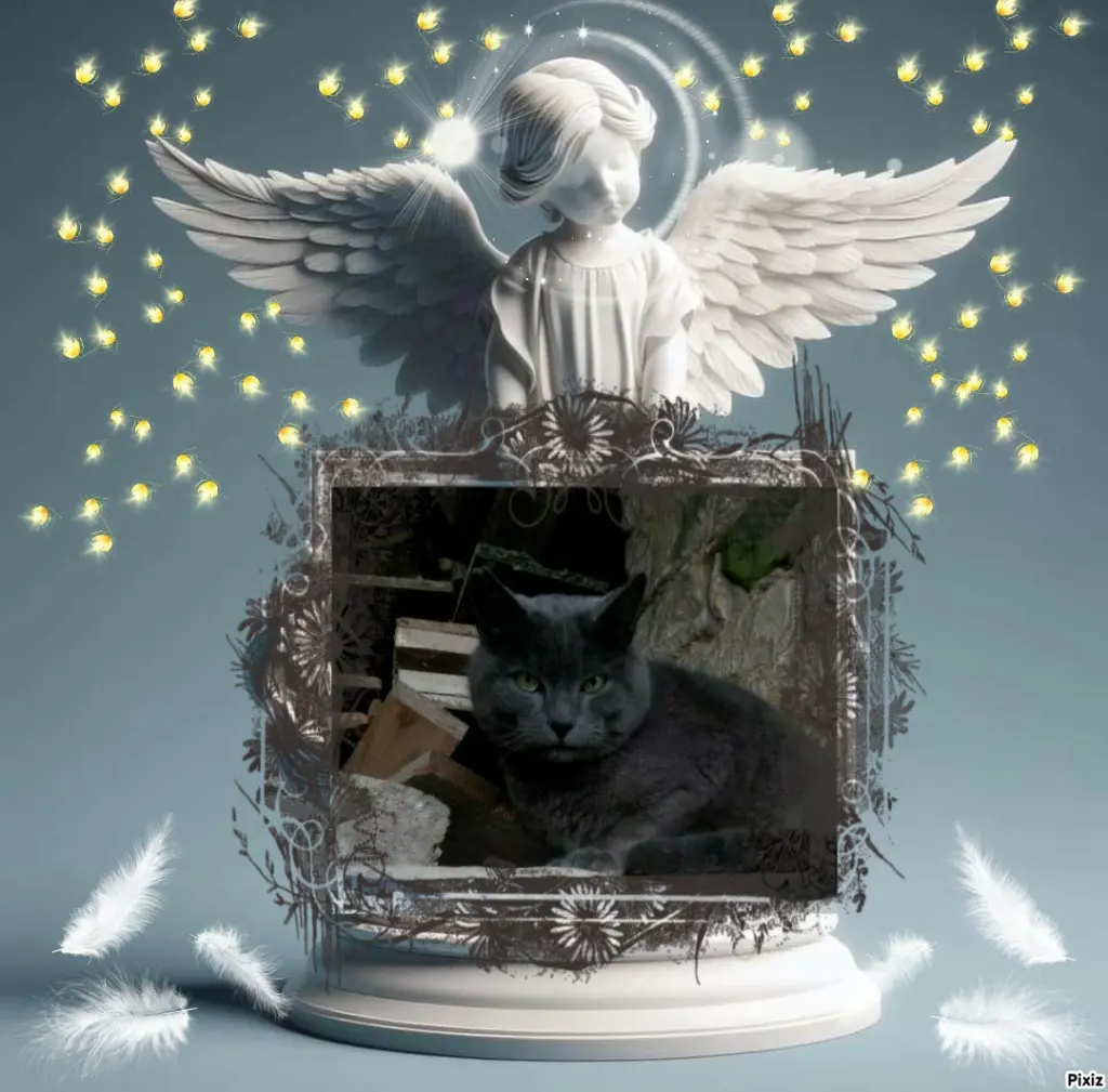 Condolence image of Tanja mit Timmy im 💖🐈🐾