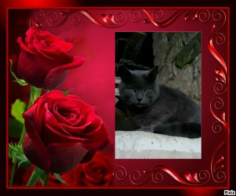 Condolence image of Tanja mit Timmy im 💖🐈🐾