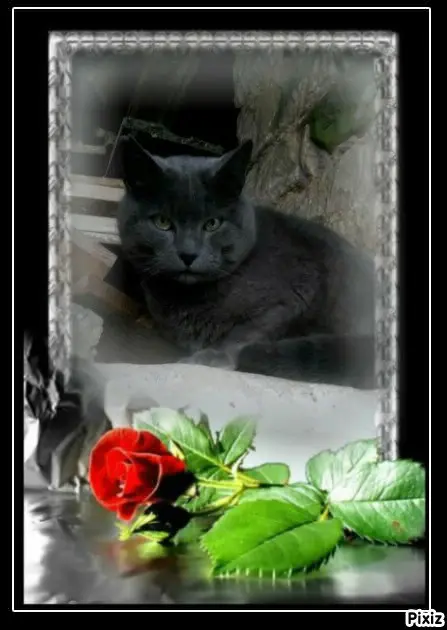 Condolence image of Tanja mit Timmy im 💖🐈🐾