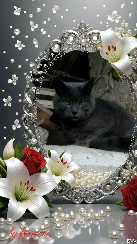 Condolence image of Tanja mit Timmy 💖🐈🐾