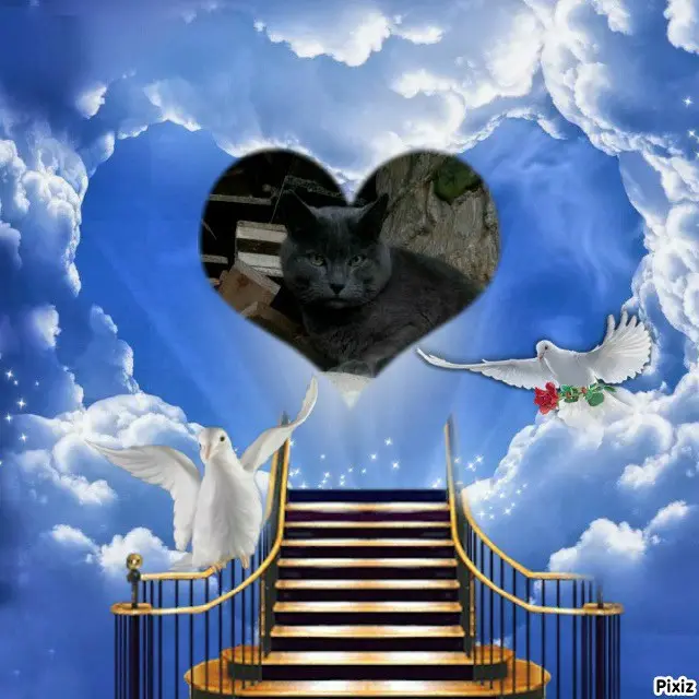 Condolence image of Tanja mit Timmy im 💖🐈🐾