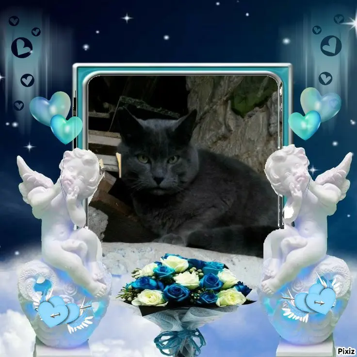 Condolence image of Tanja mit Timmy im 💖🐈🐾