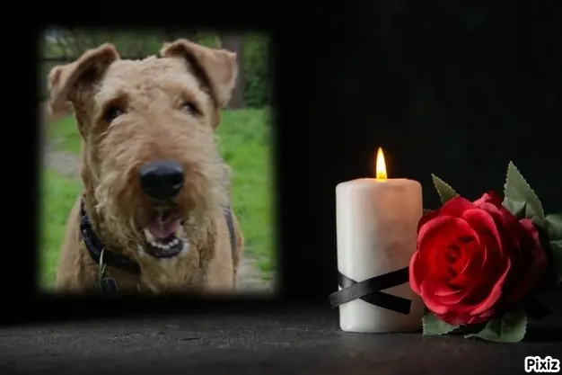Condolence image of Tanja mit Timmy im Herzen
