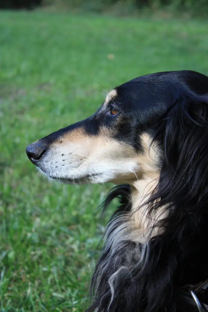 Condolence image of Linsky und Dear