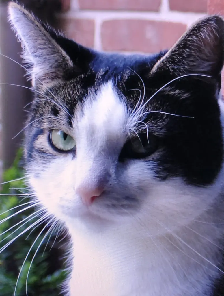 Condolence image of Petra mit Timmy im Herzen(+8.1.2020)