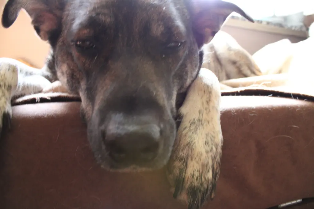Image from Lucy