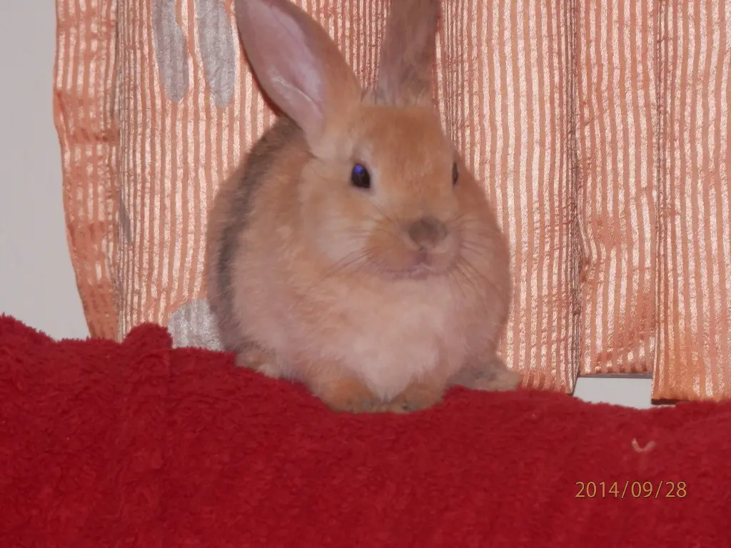 Image from Schnuckilein