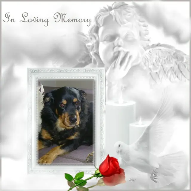 Condolence image of ❤️❤️❤️❤️❤️❤️❤️❤️❤️❤️❤️❤️