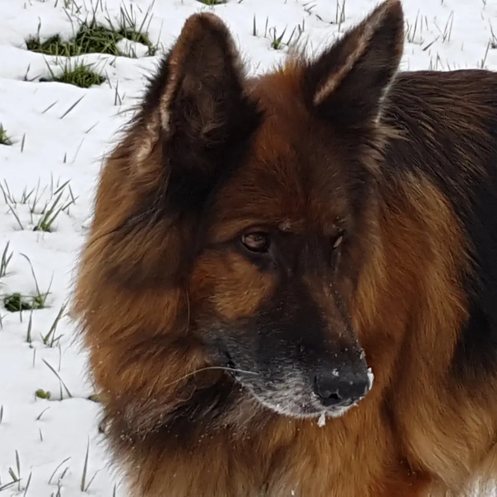 Condolence image of Silke mit Gila im ❤