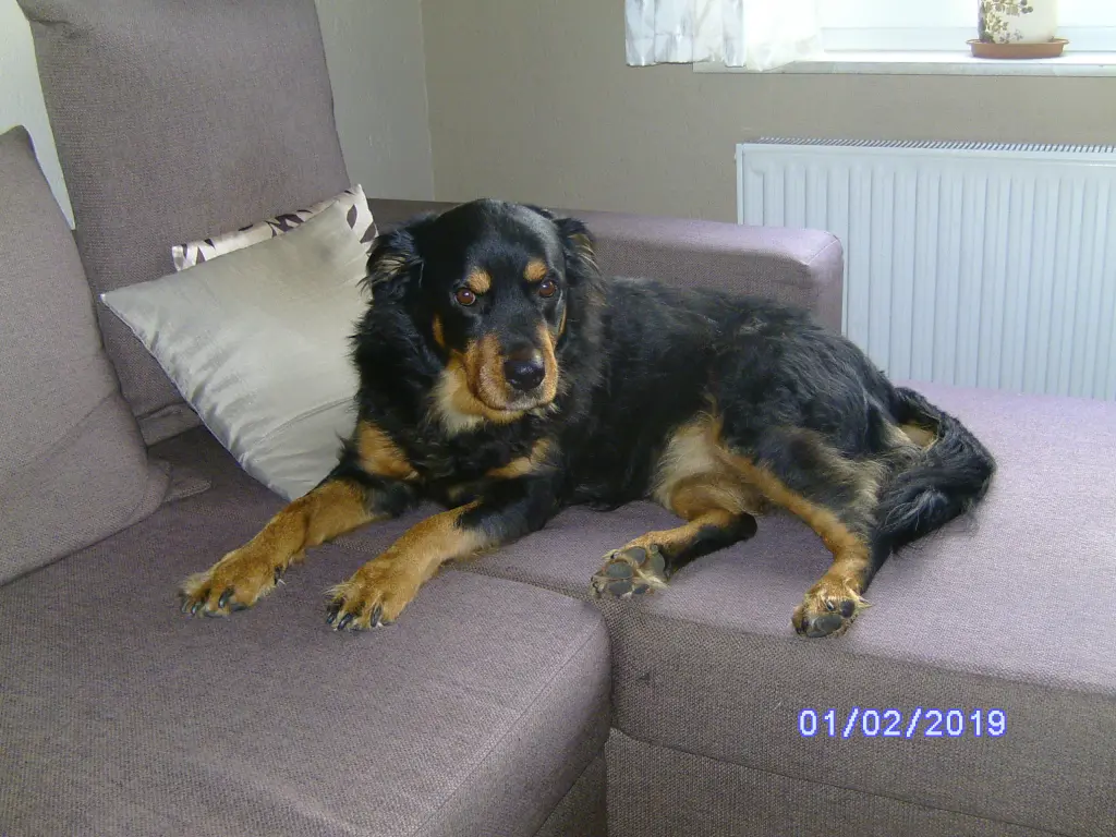 Image from Kitty