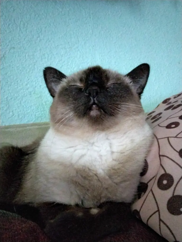 Image from Miss Millie