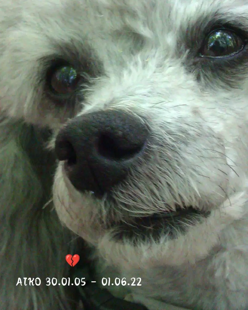 Image from Aiko