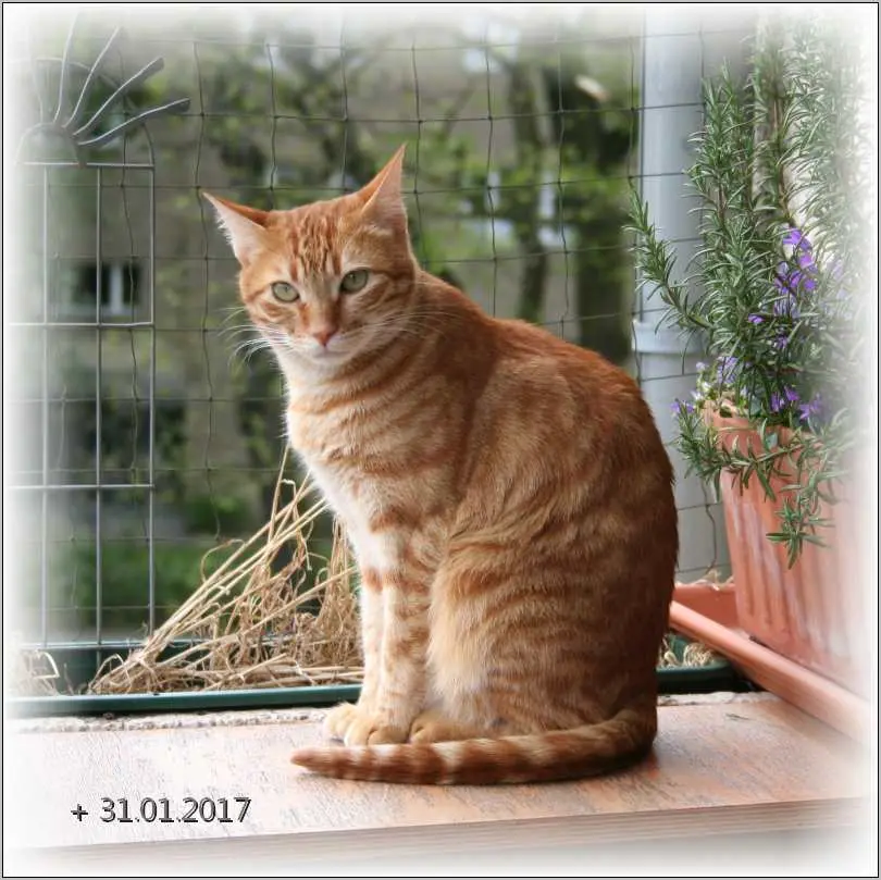 Andachtsbild von Sylvia