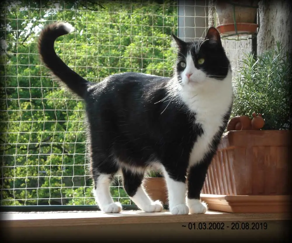 Andachtsbild von Unbekannt