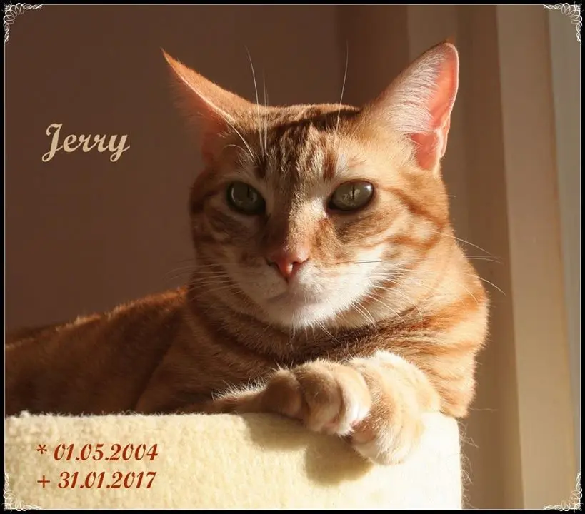 Bild von Jerry