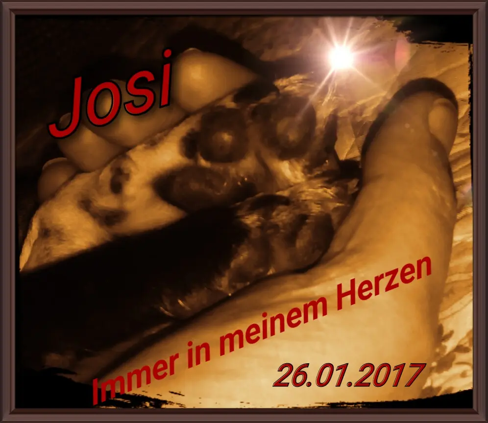 Image from Josi