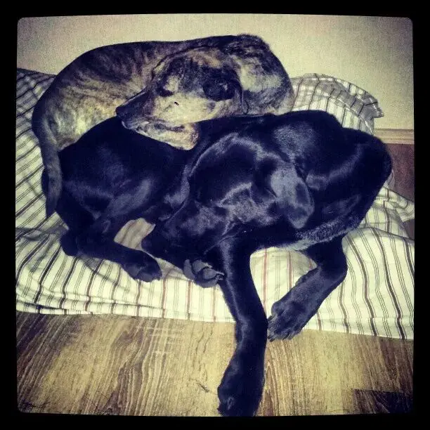 Image from Pepper