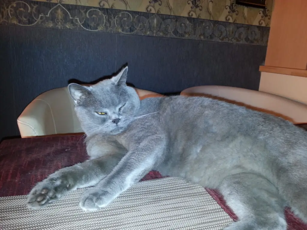 Image from Foni