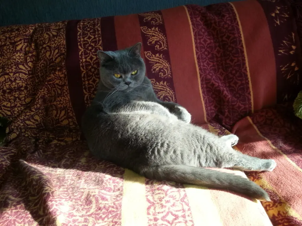 Image from Foni