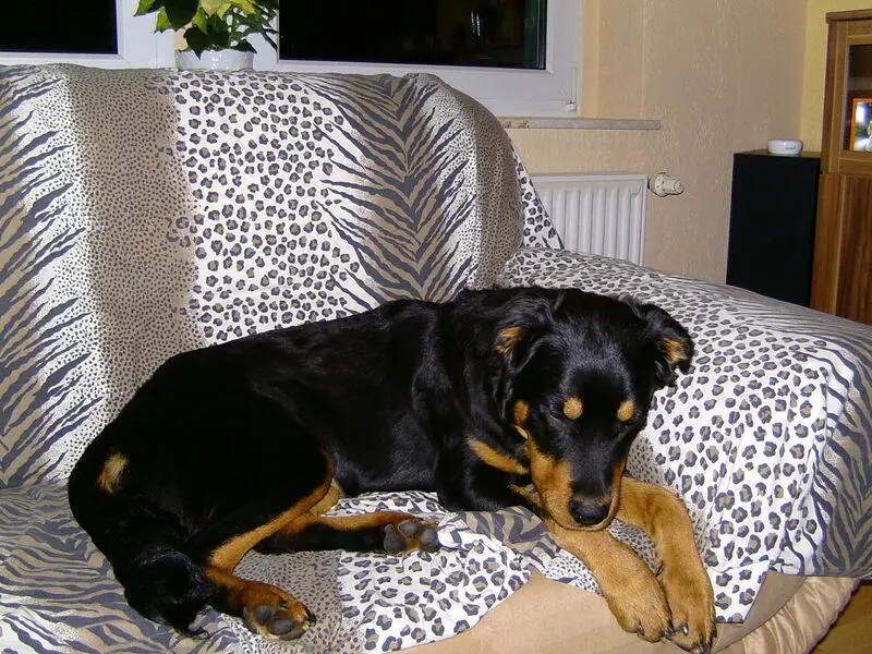Condolence image of Angelika