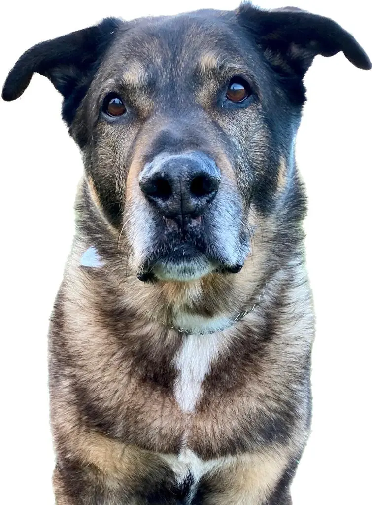 Condolence image of Pupu2