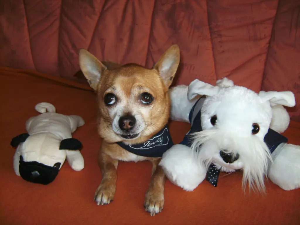 Condolence image of Irene mit Seelenhund * Jimmy * ganz tief im Herzen
