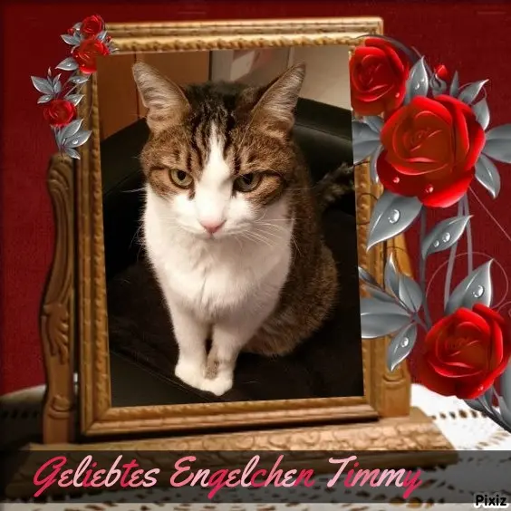 Condolence image of Patricia mit Bunny im ❤ gest. 24.11.2020