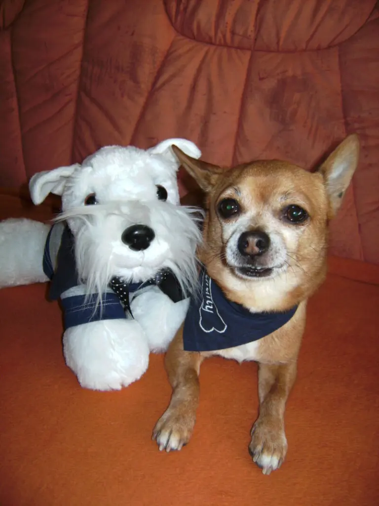 Condolence image of Irene mit Seelenhund * Jimmy * ganz tief im Herzen