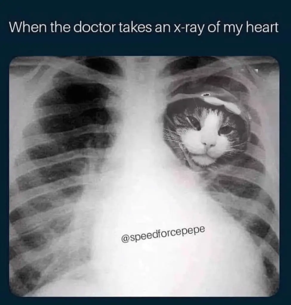 Condolence image of Von Deiner Katzenmutti Tanja ❤