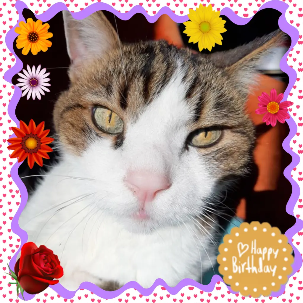 Condolence image of ❤️Eike und Edeltraud mit unseren Sternchen tief im Herzen ❤️ ❤️ ❤️ ❤️ ❤️ ❤️ ❤️