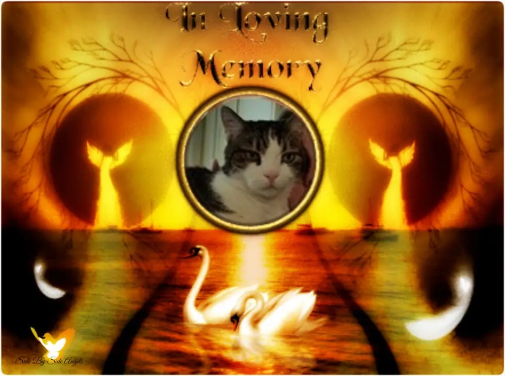 Condolence image of 3. Sternchen❤️❤️❤️Gedenktag❤️❤️❤️