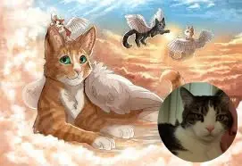 Condolence image of 3. Sternchen❤️❤️❤️Gedenktag❤️❤️❤️