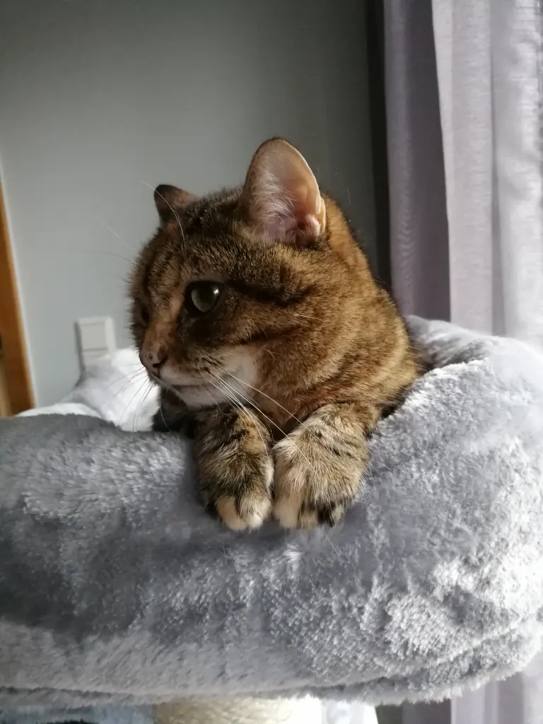 Condolence image of Pauline an Timmy ❤️