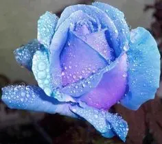 Condolence image of an den Sternenprinz Timma