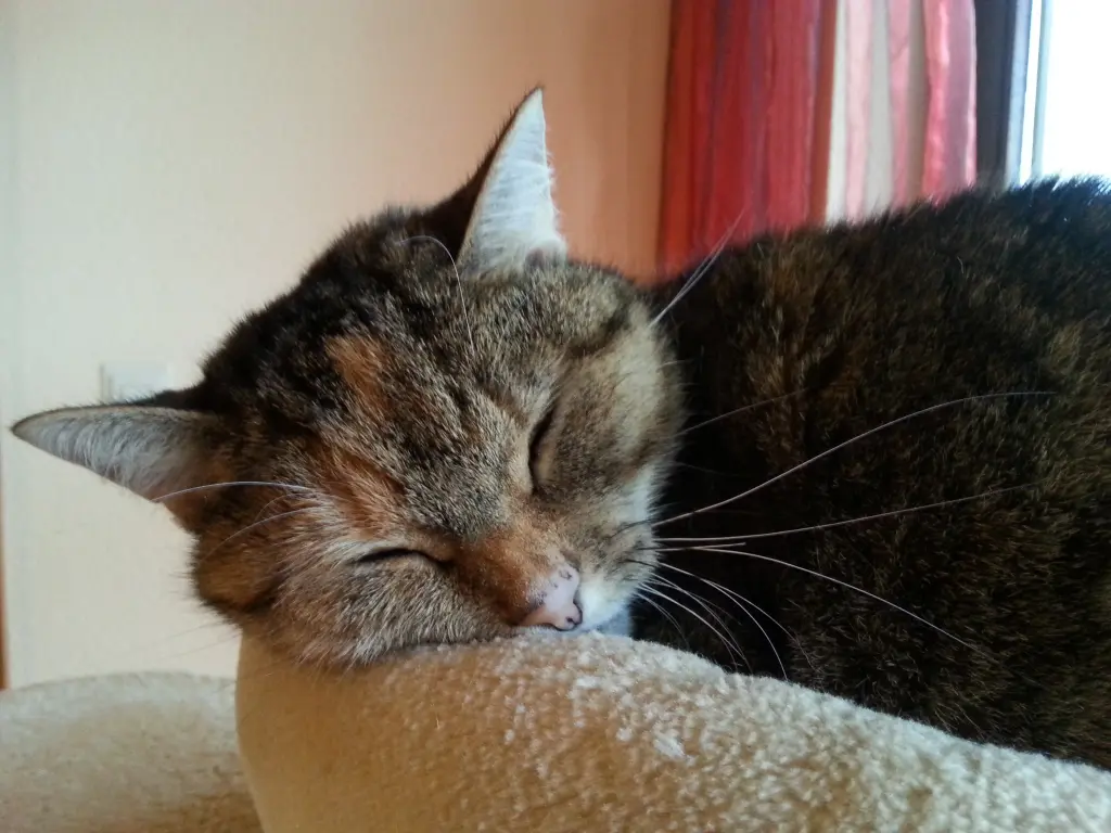 Condolence image of Daniela mit Pauline im ♥️ (+27.05.2021)