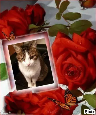 Condolence image of Patricia mit Bunny ❤