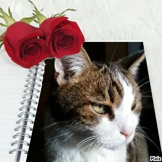 Condolence image of Patricia mit Bunny ❤