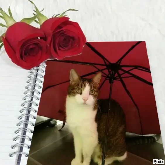 Condolence image of Deine Katzenmutti Tanja ❤