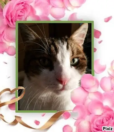 Condolence image of Sternchenpost ⭐