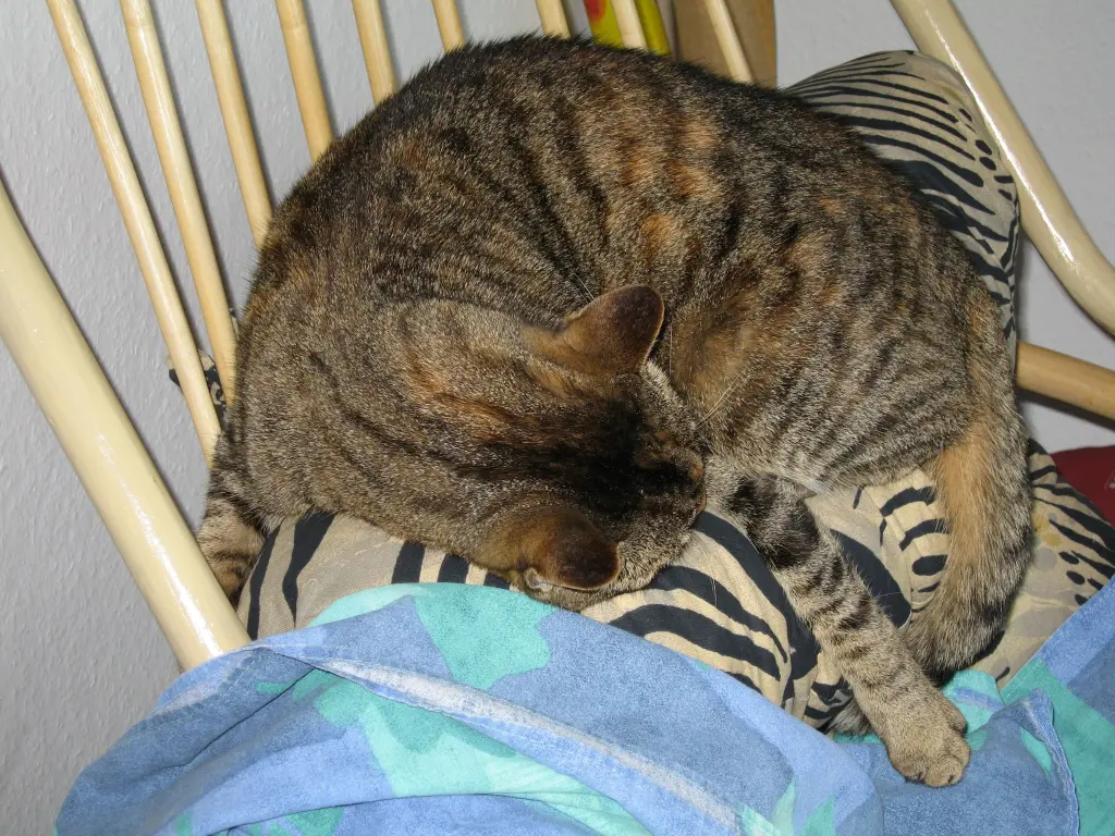 Condolence image of Elisabeth mit Marple im ♥