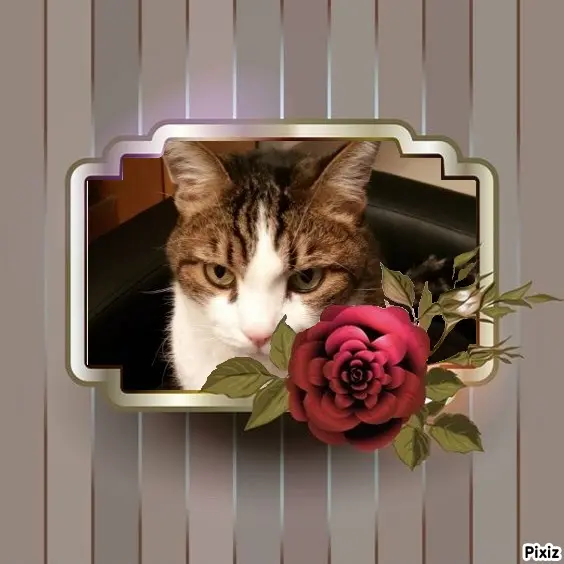 Condolence image of Patricia mit Bunny ❤