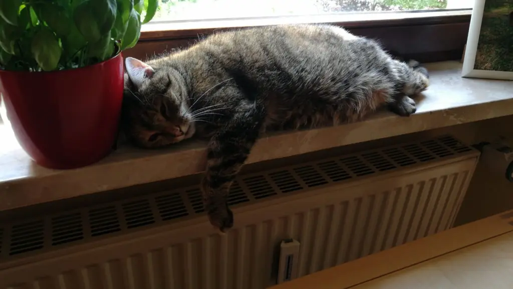 Condolence image of Pauline und Daniela  an den Sternenprinz Timmy ♥️