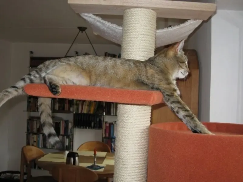 Condolence image of Elisabeth mit Marple im ♥