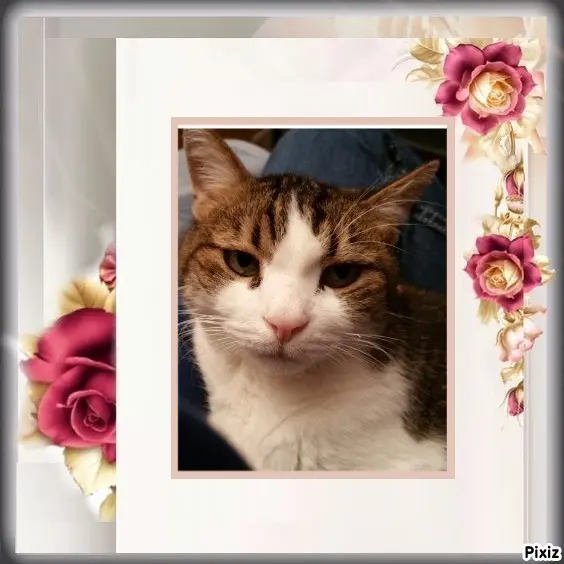 Condolence image of Patricia mit Bunny ❤️